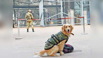 BSF dog pregnant: मेघालय में बांग्लादेश बॉर्डर पर तैनात BSF की डॉगी हुई प्रेग्नेंट, कोर्ट ऑफ इंक्वॉयरी के आदेश