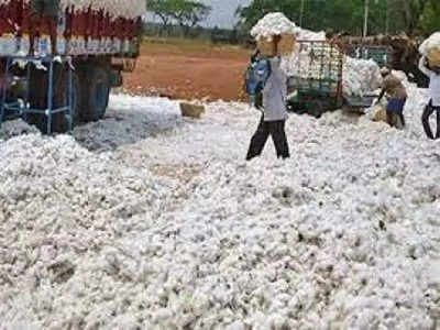 Cotton Price down: गुजरात में कपास की कीमतें गिरने से किसान परेशान, मुनाफे की जगह हो रहा मोटा घाटा