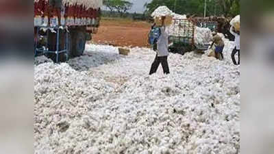 Cotton Price down: गुजरात में कपास की कीमतें गिरने से किसान परेशान, मुनाफे की जगह हो रहा मोटा घाटा