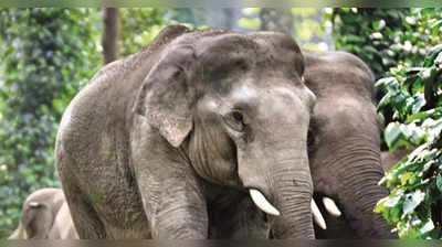 Wild Elephant Attack-ನಾಗರಹೊಳೆ ರಾಷ್ಟ್ರೀಯ ಉದ್ಯಾನವನದ ಅರಣ್ಯ ರಕ್ಷಕ ಕಾಡಾನೆ ದಾಳಿಗೆ ಬಲಿ