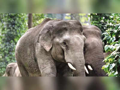Wild Elephant Attack-ನಾಗರಹೊಳೆ ರಾಷ್ಟ್ರೀಯ ಉದ್ಯಾನವನದ ಅರಣ್ಯ ರಕ್ಷಕ ಕಾಡಾನೆ ದಾಳಿಗೆ ಬಲಿ