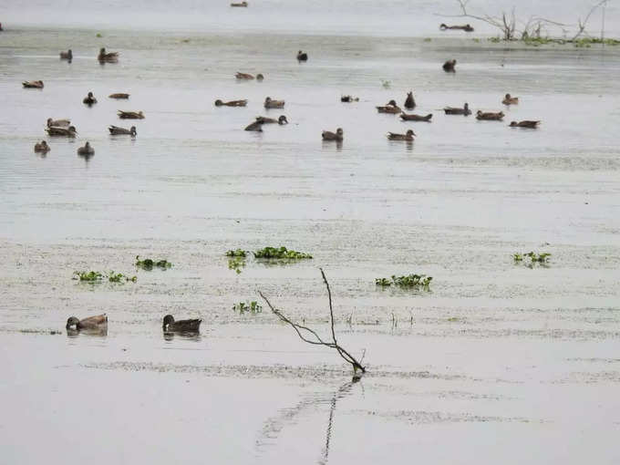 पक्षी बने आकर्षण का केंद्र