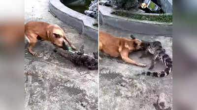 Viral Video: कुत्ते के सामने छोड़ा मगरमच्छ, दोनों की लड़ाई का  खतरनाक वीडियो वायरल