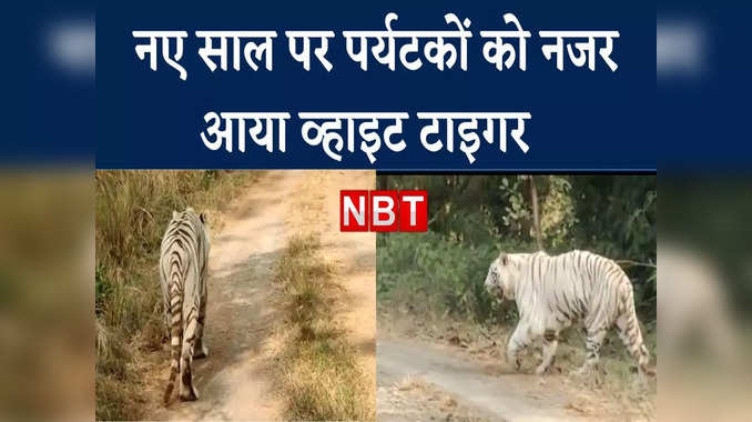 Tiger Video: नए साल में पर्यटकों का सफेद बाघ ने किया स्वागत, टूरिस्ट बस के आगे आगे चल रहा था रघु