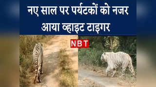 Tiger Video: नए साल में पर्यटकों का सफेद बाघ ने किया स्वागत, टूरिस्ट बस के आगे आगे चल रहा था रघु