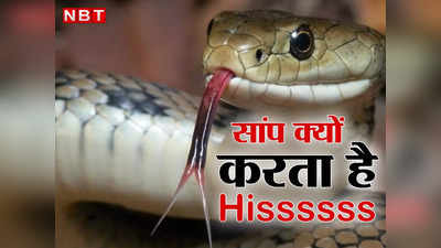 Snake Hiss Sound: अपनी खतरनाक फुफकार से इंसान के पसीने छुड़ा देते हैं सांप, जानें कैसे निकालता है हिस्स की आवाज