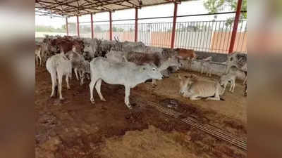Karnataka Crime: कर्नाटक में गाय के बछड़े से दुष्कर्म करने वाला गिरफ्तार, आरोपी ने पुलिस के सामने कबूला जुर्म