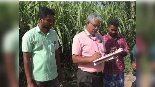 பொங்கல் பரிசுத் தொகுப்பு; கரும்பு கொள்முதல் செய்யும் பணிகள் தீவிரம்.!