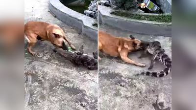 Video: मगरीसमोर सोडला पिसळलेला कुत्रा, ‘या’ लढाईचा शेवट पाहून तुम्ही देखील व्हाल हैराण