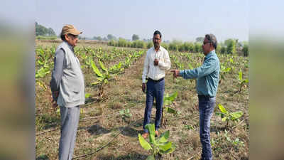 70 हजार का इन्वेस्टमेंट, 15 लाख का रिटर्न... केले से रिटायर बैंक मैनेजर ने हमीरपुर में बदला खेती का तरीका