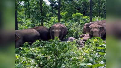 Chhattisgarh: विधानसभा में उठा सवाल, वन मंत्री ने बताया 3 साल में 43 जंगली हाथियों ने तोड़ा दम, 13 की करंट लगने से मौत