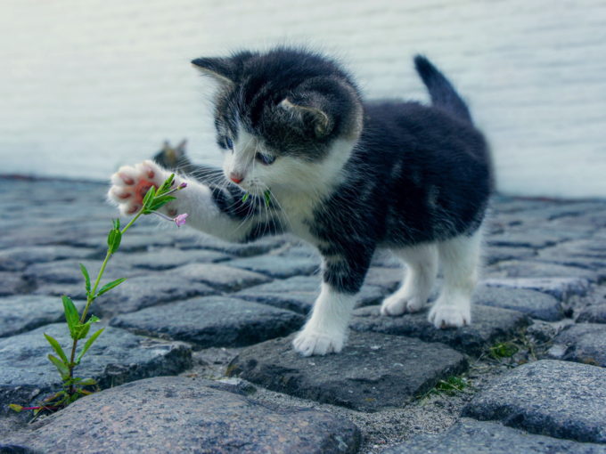 ​பூனை விளையாடுவதை போல கனவு வந்தால் (Cats Playing)