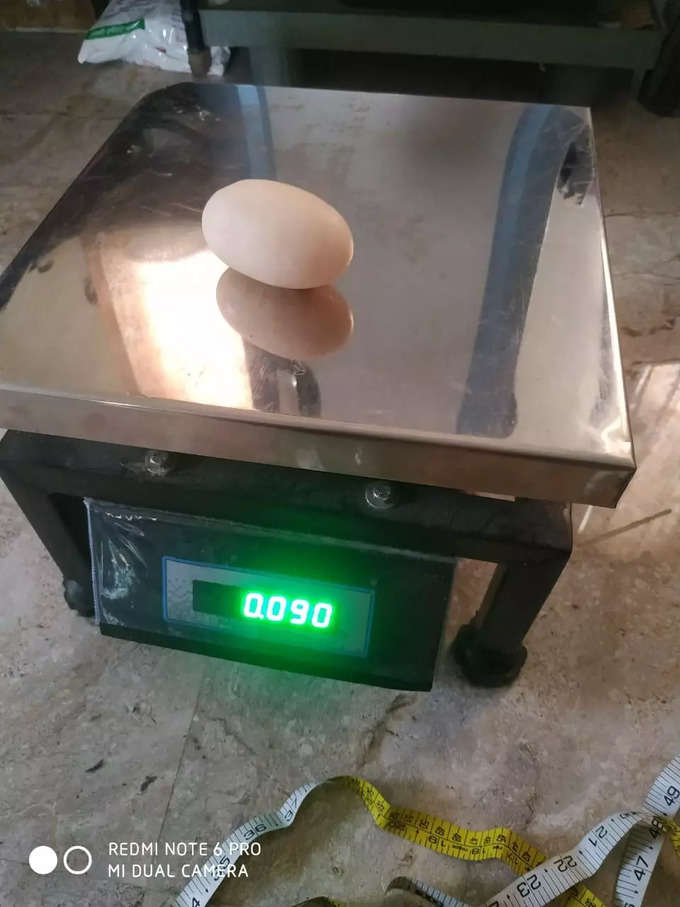 Coimbatore Egg