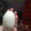 Egg Weight