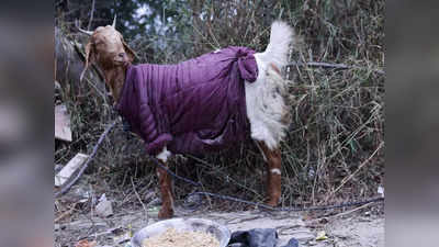 ठंड से ठिठुरती बकरी पर कौन हुआ मेहरबान? बेजुबान को पहना दी अपनी जैकेट