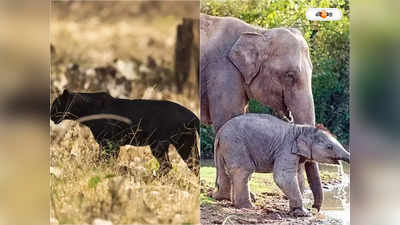 Assam State Zoo : বছরের শুরুতেই জোড়া সুখবর, ব্ল্যাক প্যান্থার-হস্তিশাবক পেল চিড়িয়াখানা ও কাজিরাঙা