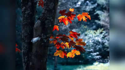 Tree Dream: ಮರ ಅಥವಾ ಮರ ಹತ್ತುವ ಕನಸು ಬಿದ್ದರೆ ಭವಿಷ್ಯದಲ್ಲಿ ಹೀಗಾಗುತ್ತೆ..!