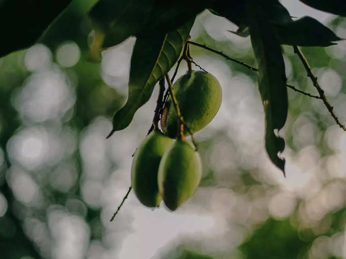 ​ಮರಗಳಿಗೆ ಅನುಗುಣವಾಗಿ ಕನಸು ಭಿನ್ನ