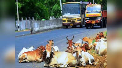 சாலையில் மாடுகள்; மாநகராட்சி போட்ட அதிரடி உத்தரவு!