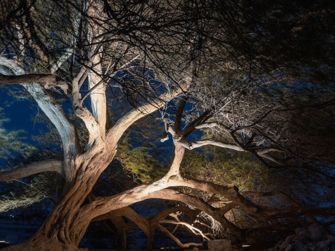 चांदखेड़ा में भूतिया पेड़, अहमदाबाद