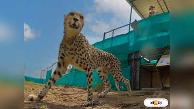 Kuno Cheetah News : নিউ ইয়ার গিফট! জানুয়ারিতেই কুনোয় আসছে আরও ১২ আফ্রিকান চিতা