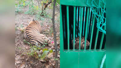 वाघ, वाघीण आणि बिबट... वाघाला जेरबंद करण्यात यश, बिबट्याही पिंजऱ्यात अडकला, वाघिणीचा मृत्यू