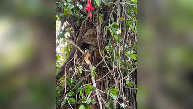 बिबट्या शिकारीसाठी आला अन् वडाच्या झाडावर अडकला, वनविभागाचं रेस्क्यू ऑपरेशन Video