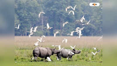 Kaziranga National Park : তিন মাসে আয় তিন কোটি! পর্যটকদের  আনাগোনা বাড়ল কাজিরাঙা জাতীয় উদ্যানে