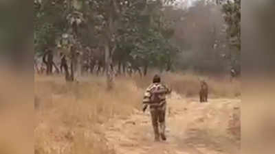 Panna Tiger Reserve: बाघ के पीछे वीडियो बनाने के लिए दौड़ने लगा कर्मचारी, अब बढ़ सकती है मुश्किलें