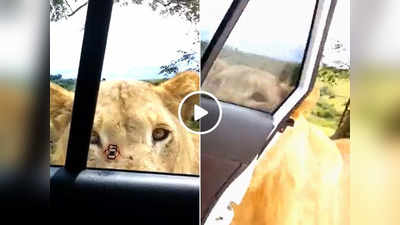 कार के अंदर से बना रहे थे वीडियो, तभी शेर ने दांतों से खोल लिया गाड़ी का दरवाजा