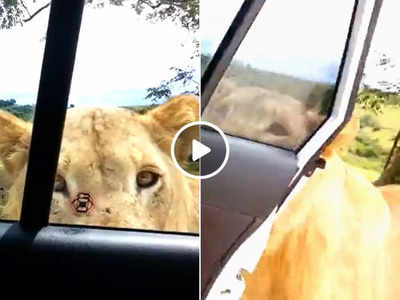 कार के अंदर से बना रहे थे वीडियो, तभी शेर ने दांतों से खोल लिया गाड़ी का दरवाजा