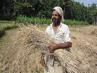 Good News: इतिहास हो जातीं केरल के स्‍थानीय चावल की ये 54 किस्‍में, एक आदिवासी की मेहनत से हैं अब तक सुरक्षित