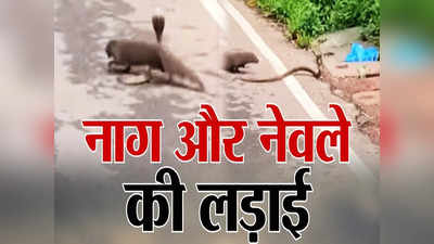 Jungle News: नेवले भी अंदर से सांप जैसे ही हैं, इसील‍िए कोबरा का जहर हो जाता है बेअसर