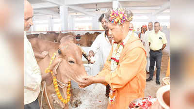 Stray Cattle Menace : গো-রক্ষার গেরোয় মরছে কৃষক! আইন করে লাভ হল কী, উঠছে প্রশ্ন