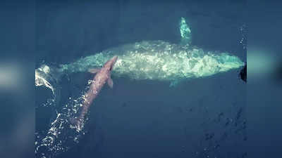 Whale Giving Birth : व्हेल ने पर्यटकों के सामने दिया बच्चे को जन्म, अचानक दिखा दुनिया का सबसे दुर्लभ समुद्री नजारा, देखें वीडियो