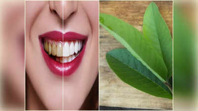 Guava Leaves For Teeth: হলুদ দাঁত সাদা ঝকঝকে করতে চান রাতারাতি? পরিচিত এই পাতা চিবিয়ে নিন মাত্র ১ বার