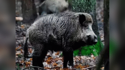 Wild Boars: तमिलनाडु में जंगली सुअरों का आतंक, परेशान किसानों ने वन विभाग से कहा पकड़ो या मारो पर बचाओ फसलें