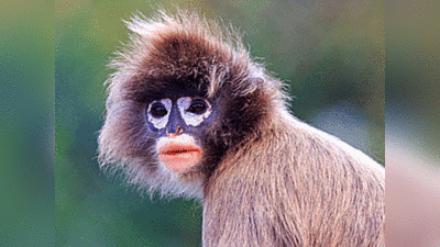 Spectacle Monkey: ओस की बूंदें पीकर बुझाते हैं प्यास, ग्रुप बनाकर चुनते हैं मुखिया फिर इलाके... बहुत दिलचस्प होते हैं चश्मा बंदर