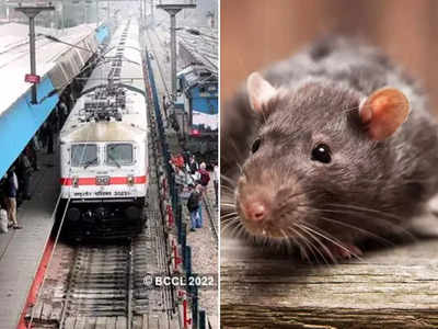 देर रात एक चूहे के चक्कर में रुकी रही पूरी ट्रेन, जांच के बाद सामने आया हंसाने वाला सच