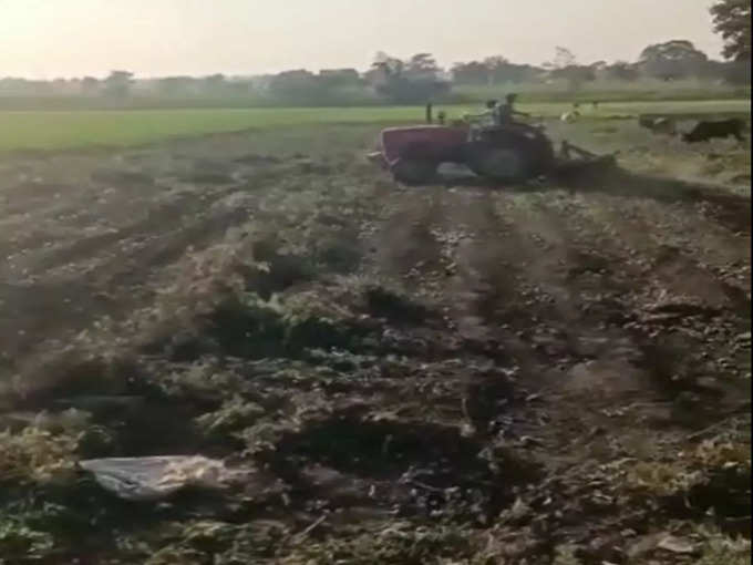 कई किसान खेत में ही फसल पर चला रहे ट्रैक्टर 
