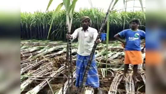 கரும்பு கொள்முதலில் கூட்டுறவு துறையினர் முறைகேடு.? பெரியகுளம் விவசாயிகள் குற்றச்சாட்டு..