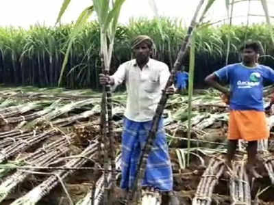 கரும்பு கொள்முதலில் கூட்டுறவு துறையினர் முறைகேடு.? பெரியகுளம் விவசாயிகள் குற்றச்சாட்டு..