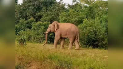 सूरजपुर में हाथियों को आतंक, बुजुर्ग महिला को कुचलकर उतारा मौत के घाट