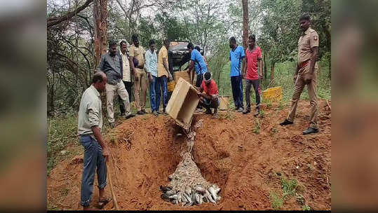 ஒகேனக்கல்லில் 500 கிலோ அழுகிய மீன்கள்; சுற்றுலா பயணிகள் அதிர்ச்சி.!