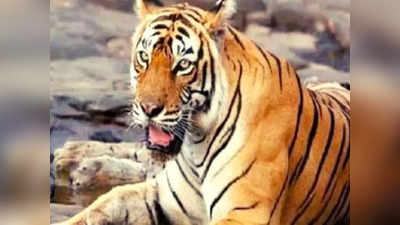 Sidhi: बाघ के हमले से पूर्व महिला सरपंच की मौत, दो महीने में तीसरी घटना