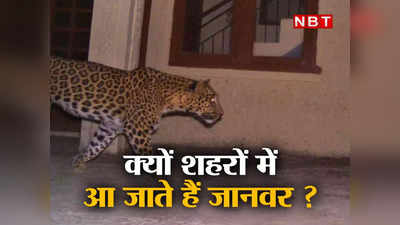 Jungle News: सीतामढ़ी, मेरठ, नोएडा एक्सटेंशन पॉश इलाकों में क्या कर रहा है तेंदुआ, क्यों शहरों में आ जाते हैं जानवर, यहां जानिए