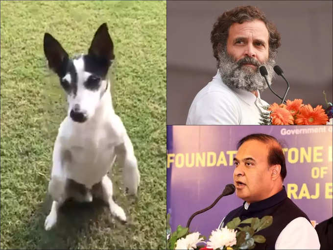 RAHUL GANDHI DOG : বিতর্কে পিডি গান্ধী!