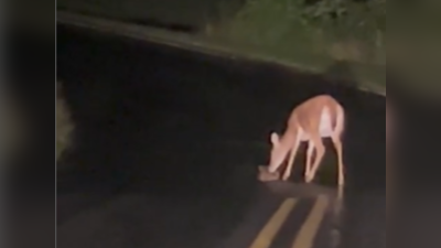 Deer Viral video: சாலையை கடக்க உதவிய மான்! வைரல் வீடியோ!