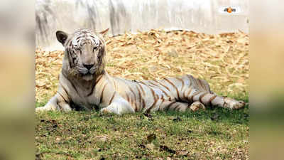 Odisha Zoo : ওডিশার নন্দনকাননে ৩ শাবকের জন্ম দিল সাদা বাঘ রূপা