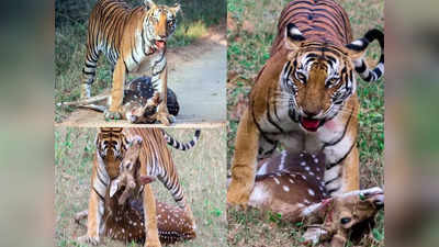 Nagarahole Tiger Reserve | ಜಿಂಕೆ ಕೊಂದು ಎಳೆದೊಯ್ದ ಹುಲಿ: ಕಬಿನಿ ಹಿನ್ನೀರಿನಲ್ಲಿ ದೃಶ್ಯ ಸೆರೆ, ವಿಡಿಯೋ ವೈರಲ್‌